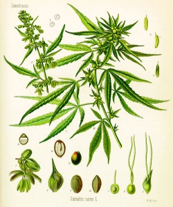 Cannabineae cannabis sativa muller