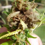 Botrytis marijuana