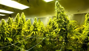 THC en las plantas de cannabis