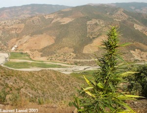 cultivo de marihuana en Marruecos