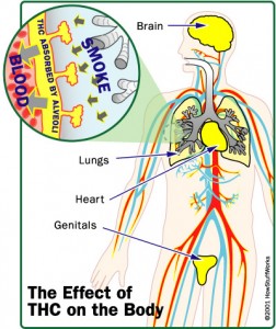 efectos de la marihuana en el cuerpo