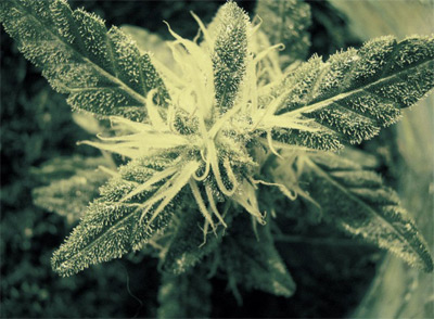 flor con resina de cannabis y hojas blancas de tricomas