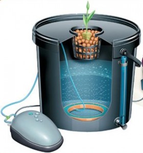 Equipo para el cultivo hidropónico DWC de marihuana. plantas madre