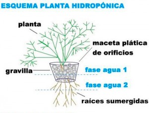esquema de un cultivo hidroponico de marihuana esquema de un cultivo hidroponico de marihuana